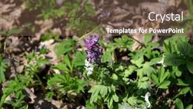  Presentation with purple spring - Colorful slide deck enhanced with first-spring-flowers-purple-bird backdrop and a tawny brown colored foreground