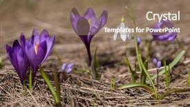 Presentation with first - PPT theme with first spring flowers snowdrops crocuses background and a coral colored foreground