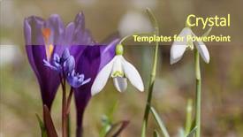  Presentation with first - Colorful slide set enhanced with first spring flowers snowdrops crocuses backdrop and a coral colored foreground