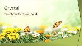  Presentation with yellow orange - PPT theme having first-spring-wildflowers-yellow-white background and a white colored foreground