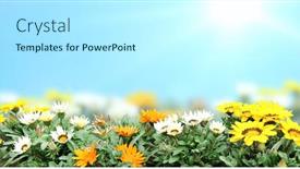  Presentation with banner blue - Cool new presentation design with first-spring-wildflowers-yellow-white backdrop and a cool aqua colored foreground