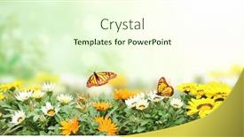  Presentation with butterflies - PPT theme consisting of first-spring-wildflowers-yellow-white background and a cream colored foreground