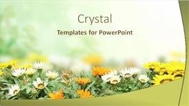  Presentation with yellow orange - Presentation with first-spring-wildflowers-yellow-white background and a cream colored foreground