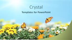  Presentation with yellow orange - Beautiful theme featuring first-spring-wildflowers-yellow-white backdrop and a cool aqua colored foreground