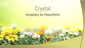  Presentation with yellow orange - Presentation design consisting of first-spring-wildflowers-yellow-white background and a white colored foreground
