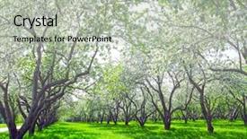  Presentation with nature sun trees - Amazing presentation theme having first sun rays fairy backdrop and a mint green colored foreground