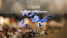  Presentation with dark forest - PPT theme having first-wildflowers-of-spring-violet background and a gray colored foreground