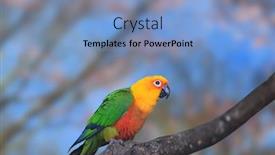  Presentation with branch - PPT theme with fischer-s-lovebird background and a light blue colored foreground