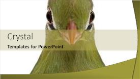  Presentation with old - Amazing presentation theme having fischer-s-turaco-tauraco-fischeri backdrop and a yellow colored foreground