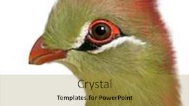  Presentation with old - Colorful PPT theme enhanced with fischer-s-turaco-tauraco-fischeri backdrop and a gold colored foreground