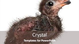  Presentation with old - PPT theme featuring fischer-s-turaco-tauraco-fischeri background and a tawny brown colored foreground