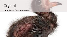  Presentation with old - Slide set consisting of fischer-s-turaco-tauraco-fischeri background and a light gray colored foreground