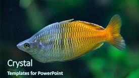  Presentation with wildlife - Slides having endangered fish - boeseman's rainbowfish melanotaenia boesemani wildlife background and a forest green colored foreground