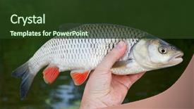  Presentation with jabbok river - Presentation design having fresh water fish - big chub in fisherman's hand background and a tawny brown colored foreground