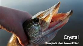  Presentation with fisherman - Colorful slide set enhanced with fresh water fish - northern pike in fisherman's hand backdrop and a dark gray colored foreground