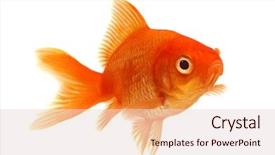  Presentation with goldfish - Slide set having fish - orange goldfish on white background and a lemonade colored foreground
