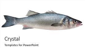  Presentation with frames isolated on white brown - Theme consisting of fish - seabass dicentrarchus labrax isolated background and a white colored foreground