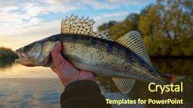  Presentation with fisherman - Cool new presentation design with fishing fish - walleye in fisherman's hand sunset backdrop and a tawny brown colored foreground