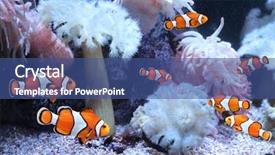  Presentation with aquarium sea anemone - Presentation theme enhanced with fish amphiprion percula in marine background and a ocean colored foreground