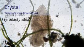  Presentation with skin anatomy - Audience pleasing PPT theme consisting of fish anatomy - microscopic life skin fluke aka backdrop and a sky blue colored foreground