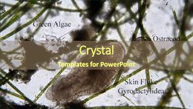  Presentation with skin anatomy - Amazing slides having fish anatomy - microscopic life skin fluke aka backdrop and a violet colored foreground