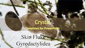  Presentation with fish pond - Beautiful PPT theme featuring fish anatomy - microscopic life skin fluke aka backdrop and a tawny brown colored foreground