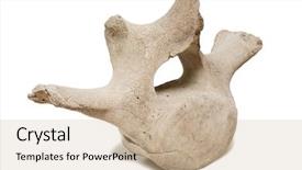  Presentation with lake fish - Presentation consisting of fish anatomy - vertebra whale skeleton inhabits background and a soft green colored foreground