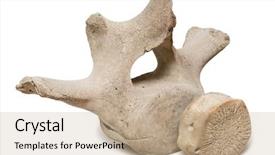  Presentation with dimensions - Colorful presentation enhanced with fish anatomy - vertebra whale skeleton inhabits backdrop and a coral colored foreground