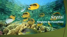  Presentation with sea coral - Audience pleasing theme consisting of fish and coral red sea backdrop and a ocean colored foreground