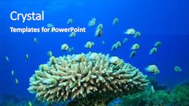  Presentation with sea coral - Theme enhanced with fish and coral red sea background and a gray colored foreground