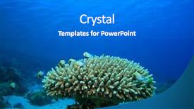  Presentation with coral - Audience pleasing PPT layouts consisting of fish and coral backdrop and a gray colored foreground