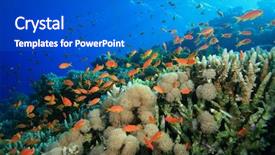  Presentation with coral - PPT theme with fish and coral background and a cobalt blue colored foreground