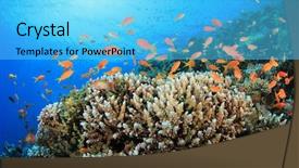 Presentation with sea coral - Slides enhanced with fish and coral in the red sea egypt background and a cyan colored foreground