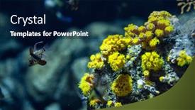  Presentation with water tank - Slide deck having fish-and-the-reef-water background and a navy blue colored foreground