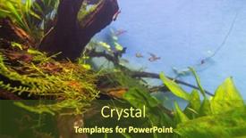  Presentation with water tank - Slides enhanced with fish-and-the-reef-water background and a  colored foreground