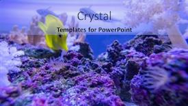  Presentation with water tank - Slides featuring fish-and-the-reef-water background and a light blue colored foreground