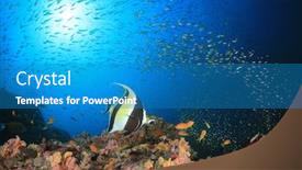  Presentation with coral reef - Slides featuring fish-and-underwater-coral-reef background and a teal colored foreground