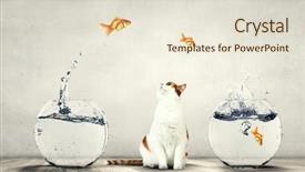  Presentation with funny animals - Colorful presentation theme enhanced with fish aquarium - funny lovely animals backdrop and a lemonade colored foreground