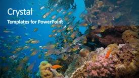  Presentation with fish aquarium - Audience pleasing presentation consisting of fish aquarium - shoal of glassfish golden sweepers backdrop and a ocean colored foreground