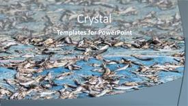  Presentation with sunlight - Colorful theme enhanced with fish-are-being-dried backdrop and a gray colored foreground