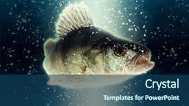  Presentation with fish river - Slide set featuring fish big river european perch background and a ocean colored foreground