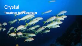  Presentation with blue yellow - Audience pleasing presentation consisting of fish blue water goatfish amd backdrop and a teal colored foreground