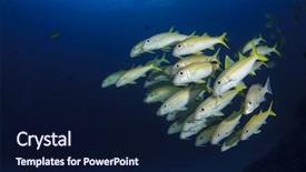  Presentation with blue yellow - Audience pleasing PPT theme consisting of fish blue water goatfish amd backdrop and a navy blue colored foreground