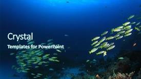  Presentation with wedding blue and yellow - Slides featuring fish blue water goatfish amd background and a navy blue colored foreground