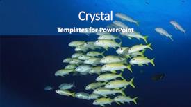 Presentation with blue yellow - Amazing presentation theme having fish blue water goatfish amd backdrop and a ocean colored foreground