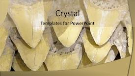  Presentation with bone fish - Colorful slide set enhanced with fish bone - inside of the mouth backdrop and a coral colored foreground