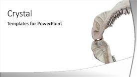  Presentation with bone fish - Cool new PPT theme with fish bone - real jaws of carcharodon megalodon backdrop and a white colored foreground