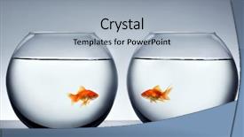  Presentation with goldfish - PPT theme having fish bowl - goldfish falling in love background and a light blue colored foreground