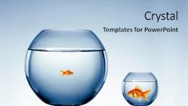  Presentation with fish aquarium - Colorful presentation design enhanced with fish bowl - goldfish swim in an aquarium backdrop and a  colored foreground