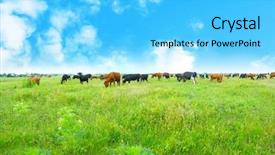  Presentation with meadow - Beautiful slides featuring fish breeding - cows on the meadow backdrop and a light blue colored foreground